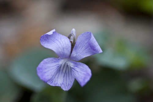Viola walteri #4